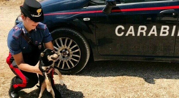 Cagnolino legato a un tronco, sotto il sole rovente e senza cibo: salvato dai carabinieri