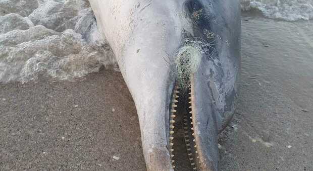 Delfino morto sul lungomare di Senigallia: in bocca un groviglio di plastica (forse reti da pesca)