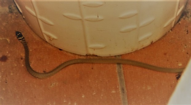 Il serpente tra i vasi di una casa in via Aldo Moro