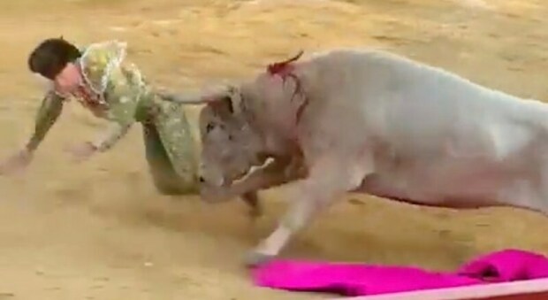 Orrore alla Corrida, torero incornato da un toro: il video choc è virale. Trasportato in ospedale, come sta