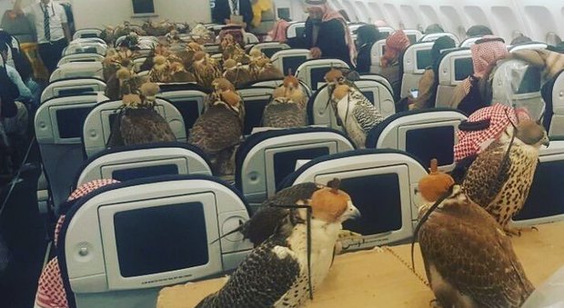 Sceicco saudita compra 80 biglietti d'aereo per viaggiare con i suoi falchi