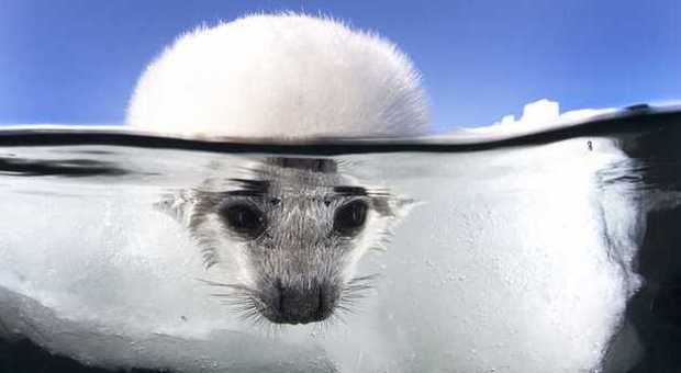 Il primo bagno del cucciolo di foca FOTO
