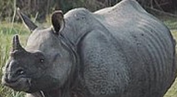 India, ammazzati due bracconieri: volevano uccidere i rinoceronti con un solo corno