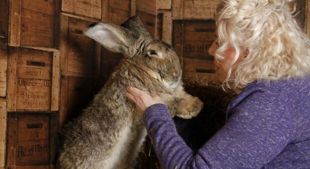 Rapito Darius, il coniglio gigante più grande al mondo: 1200 euro a chi lo ritrova