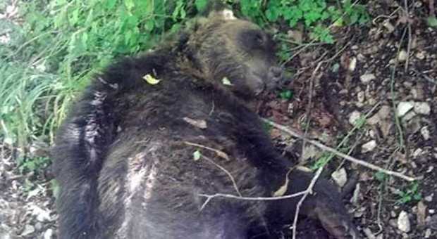 Orso ucciso a fucilate in Abruzzo, indagato un operaio