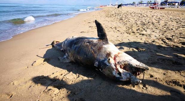 Delfino madre morta spiaggiata a Baia Azzurra