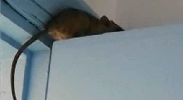 Un topo sulla porta del reparto di malattie infettive, panico nell'ospedale di Bisceglie
