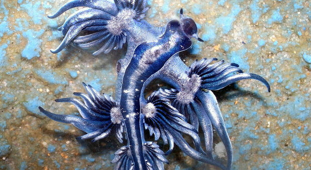 Spagna, dopo più di 300 anni sono stati avvistati esemplari di «Drago blu» nella costa di Alicante