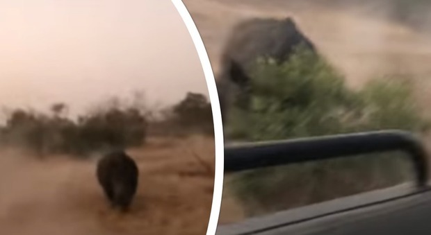 Il rinoceronte furioso attacca la jeep dei turisti al safari, il video choc