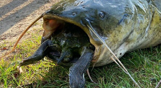 Germania, un pesce siluro trovato con una tartaruga di 40 chili in bocca: morti entrambi