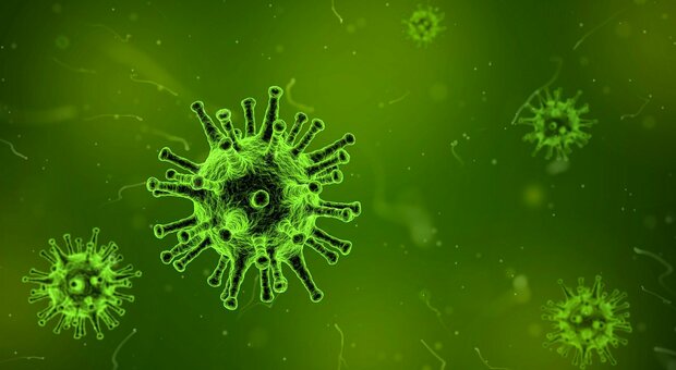 Virovoro, la scoperta del microrganismo che mangia i virus (e quindi può aiutare contro le malattie)