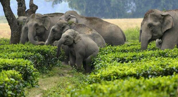 Cina, branco di elefanti prosegue a Nord: hanno percorso già 500 km dalla foresta di origine