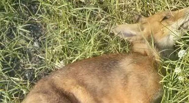 Incendi sul Vesuvio: un cucciolo di volpe senza vita nella pineta straziata dal fuoco