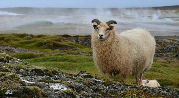 Islanda, erutta il vulcano: 300 pecore in pericolo, corsa contro il tempo per salvarle