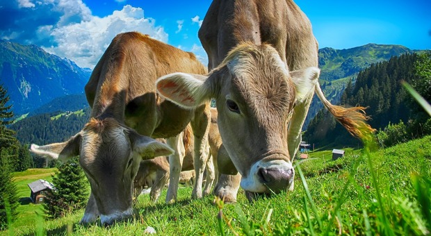 Mucche inferocite attaccano una famiglia in gita su cima Grappa - Foto di Pete Linforth da Pixabay