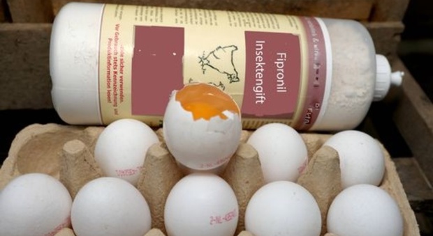 Uova contaminate con il Fipronil, campioni trovati a Roma e Ancona Omelette sequestrate a Milano distribuite da un'azienda tedesca