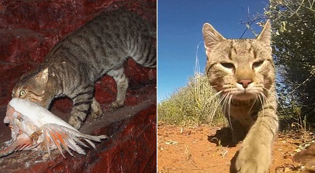 Gatti sterminati in Australia, l'ira degli animalisti: «Stop alle salsicce avvelenate»