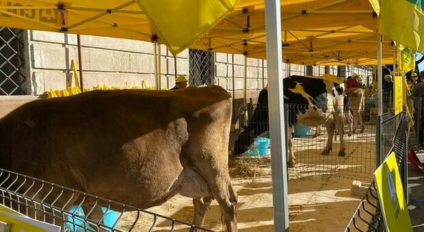 Una mucca in piazza a Bari durante le proteste degli allevatori