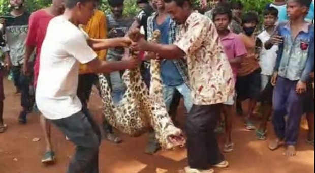 Il leopoardo ucciso ed esposto come un trofeo. (immagini pubblicate da India.com)