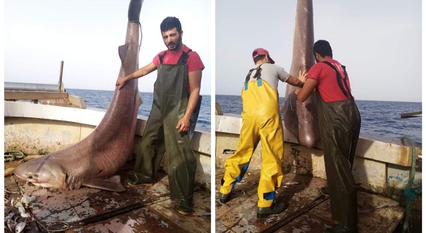 Il grosso squalo pescato accidentalmente, liberato in mare. (Immag pubbl da Sei di Terracina se Su Fb)