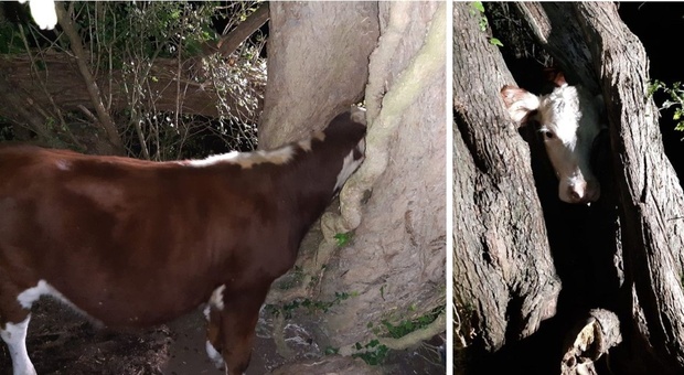 Una mucca resta incastrata in un albero, l'intervento dei vigili del fuoco per salvarla