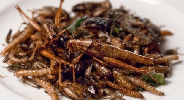 Non solo insetti: ecco i cibi "sostenibili" che mangeremo tra qualche anno