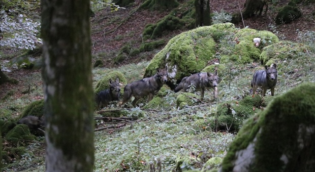 I cinque lupi incontrati da Sergio Francescon sul Cansiglio