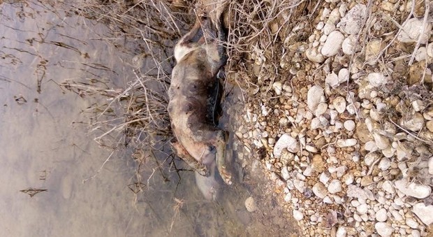 Cane annegato in un laghetto: corda e masso appeso al collo
