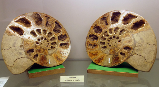 Alcuni dei fossili che si possono ammirare a Palazzo Felici