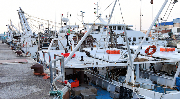 L allarme delle marinerie marchigiane: «Dopo l'alluvione è crollata la vendita di pesce»