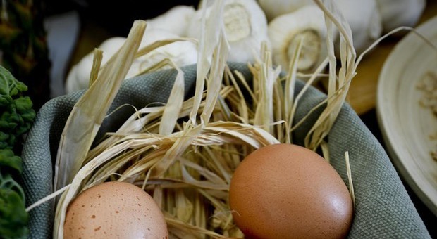 Compra le uova al supermercato e le cova, dopo un mese nascono tre anatroccoli