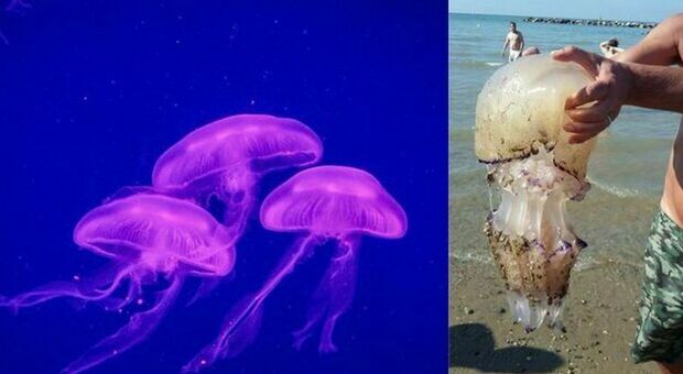 Meduse luminose, è allarme sulla costa ionica del Salento