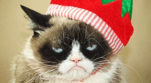 Morto Grumpy Cat, il gatto "musone" più famoso del mondo. Aveva 2,4 milioni di fan su Instagram