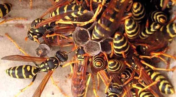 Cercatore di funghi attaccato da uno sciame di vespe: è grave