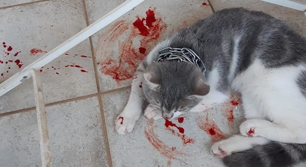 Gatto torturato e lanciato in un giardino con la catena al collo, gli animalisti: «Questo è un paese civile?»