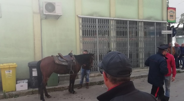 Pitbull azzanna un cavallo che fugge per le strade del paese: ferito il giovane al galoppo