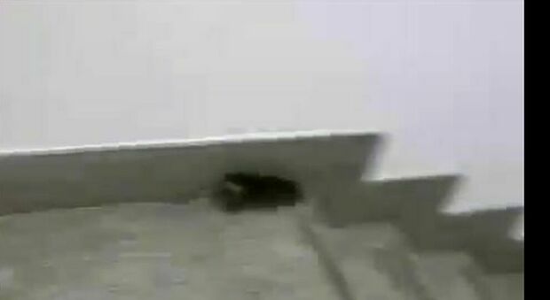 Un topo nel Palazzo del Comune a Lecce: l'inserviente lo “mette alla porta”