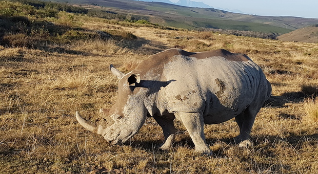 Kenya, 8 rinoceronti a rischio estinzione muoiono durante un trasferimento