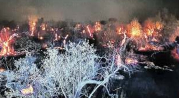 Gli ulivi dati alle fiamme Il paesaggio del Salento è devastato dagli incendi