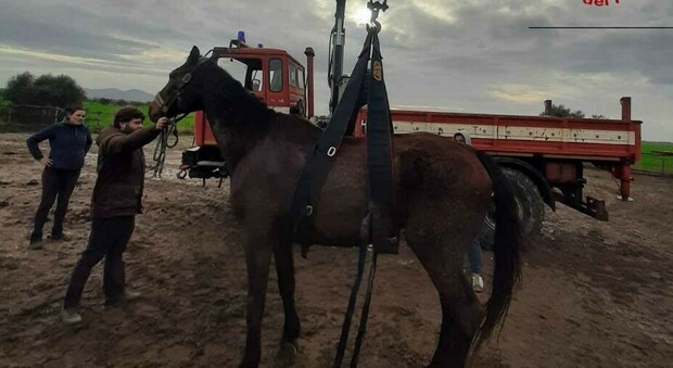 Il cavallo Sam non riesce ad alzarsi: i vigili del fuoco lo aiutano (con una gru) e lo proteggono dal freddo FOTO