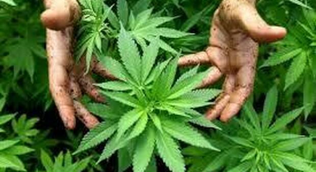 Nell'annuncio della casa in affitto si vedono le piante di cannabis: signora di 74 anni finisce nei guai