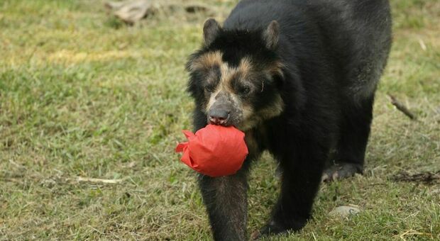 Morta Bahia, l'unico esemplare di orsa andina in Italia