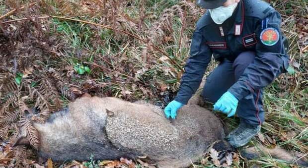 Il lupo ucciso a fucilate rinvenuto a Mercatello sul Metauro (immag diff Carabinieri Forestali gruppo Pesaro Urbino)