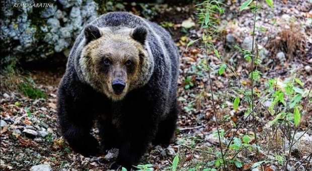 Un orso bruno selvaggio. (Immag archivio Remo Sabatini)