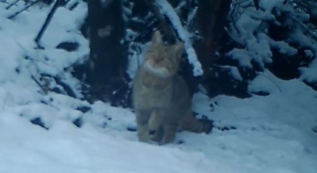 Il gatto selvatico "catturato" nelle montagne ternane: ecco finalmente il suo volto