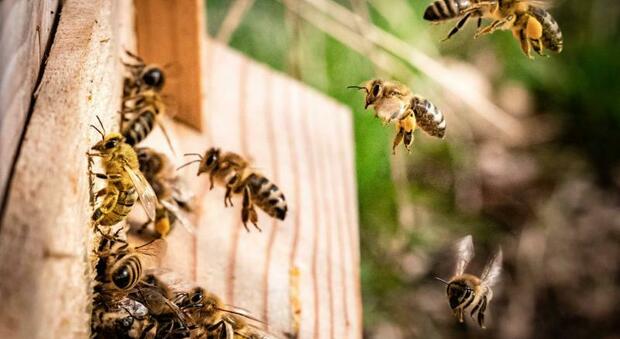 3Bee Education, il progetto per avvicinare i più piccoli al mondo delle api