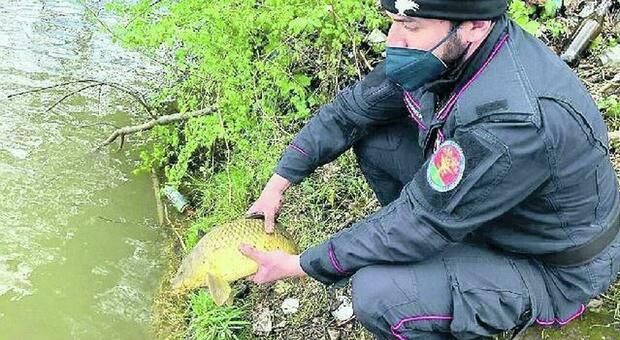 Bracconaggio ittico a Pescara: denunciati quattro casertani