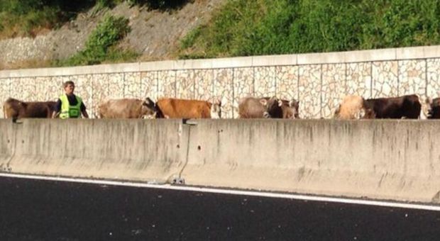 A1, si ribalta camion che trasporta bovini: caos sull'autostrada vicino Roma