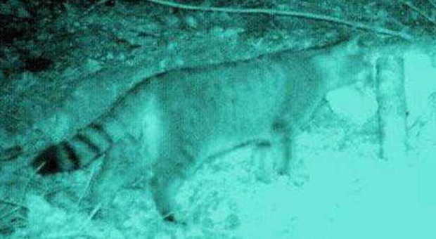 Il gatto selvatico ripreso da una fototrappola all'interno del Parco delle Dolomiti