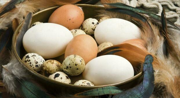 Le altre uova in tavola, per tutti i gusci: sapori e ricette, oltre le galline